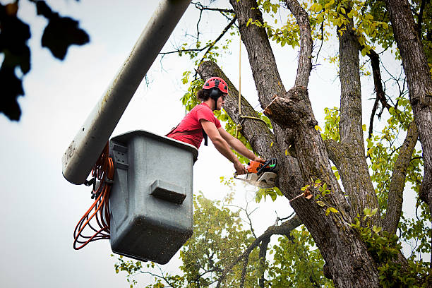 Best Tree Maintenance Programs  in Glasgow, VA